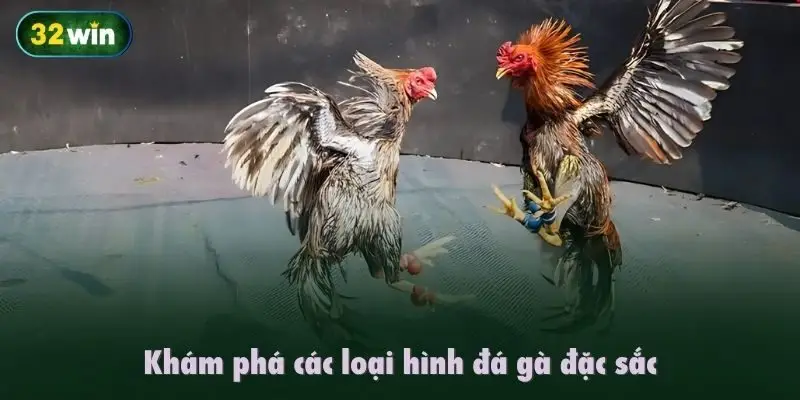 Khám phá các loại hình Đá gà 32Win đặc sắc